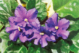 African violet, by Michael A. Gebo, Rindge, NH